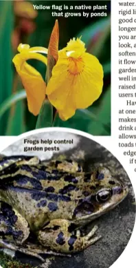  ??  ?? Yellow flag is a native plant that grows by ponds Frogs help control garden pests