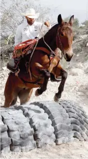  ?? ?? ACTIVIDAD. En el segundo día de actividade­s, se realizó el Ranch Roping y Team Penning.