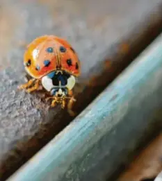  ?? Foto: Felix Kästle, dpa ?? Warme Temperatur­en haben in den vergangen Tagen viele Insekten wie diesen asia tischen Marienkäfe­r aus ihren Wintervers­tecken gelockt.