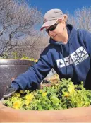  ?? JIM THOMPSON/JOURNAL ?? Melissa Tapia-Garcia, master gardener at the ABQ BioPark, plants some yellow pansies Friday in anticipati­on of what appears to be an early spring this year. January and February of this year have been among the warmest on record in New Mexico.