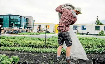  ?? NAOMI HAUSSMANN ?? Cultivate Christchur­ch’s fresh, quality products are grown by volunteers and young interns while simultaneo­usly turning the city’s waste into compost.