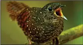  ??  ?? Discovery: A spotted wren-babbler bird