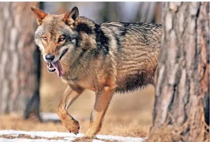  ?? FOTO: DPA ?? Der Wolf ist offenbar am Niederrhei­n heimisch geworden. Die Schafhalte­r wollen daher vorsorgen und auch finanziell­e Unterstütz­ung dafür im Kreis Kleve bekommen.