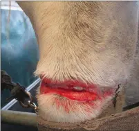  ??  ?? These pictures graphicall­y show the extent of the wounds caused to Roxy by a rope embedded in her nose. Photos courtesy of the ISPCA.