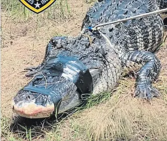  ?? DAVIE POLICE DEPARTMENT TNS ?? This is the alligator trapped on Friday with a woman's arm inside it in Davie, Fla.