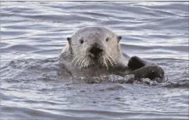  ?? The Canadian Press ?? This file photo shows a sea otter in Morro Bay, Calif. It's been more than a century since sea otters were hunted to near extinction along the U.S. West Coast.