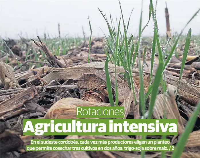  ?? (GENTILEZA MÁS HECTÁREAS) ?? Sustentabi­lidad. Primeros brotes de trigo, en la zona de Los Surgentes, sobre un rastrojo de maíz de la última campaña.