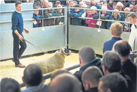  ??  ?? Ian Hunter, of Muthill, near Crieff, with one of his top Blackface lambs at the Dalmally sale.