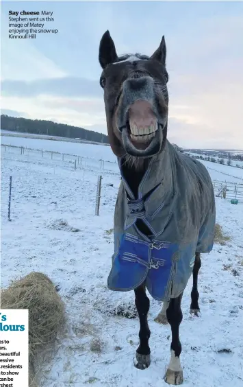  ??  ?? Say cheese Mary Stephen sent us this image of Matey enjoying the snow up Kinnoull Hill