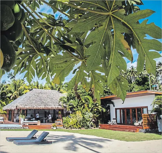 ?? STEVE HAGGERTY TNS ?? Papayas grow along the beach near Tides Reach’s lodge and bungalow on Taveuni Island.