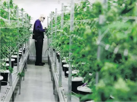  ?? DARREN BROWN/FILES ?? A Canopy employee tends to some pot plants in the marijuana producer’s Tweed site in Smiths Falls, Ont. The federal government is reviewing the merits of a proposed deal between Canopy and Victor, N.Y.-based Constellat­ion “based on the overall economic benefit for Canada.”