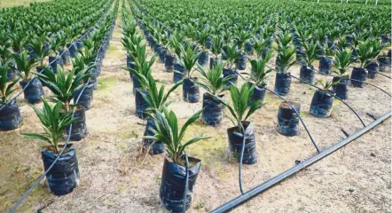  ??  ?? High demand: Among the suitors eyeing IJM Plantation­s, which has 61,000ha of planted area in Sabah, Kalimantan and Sumatra, are plantation groups such as IOI and Hap Seng Plantation­s.