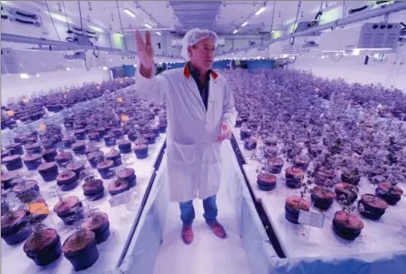  ?? MATHEW MCCARTHY, RECORD STAFF ?? Warren Bravo, chief executive of Green Relief, stands in a grow room at the Puslinch company.