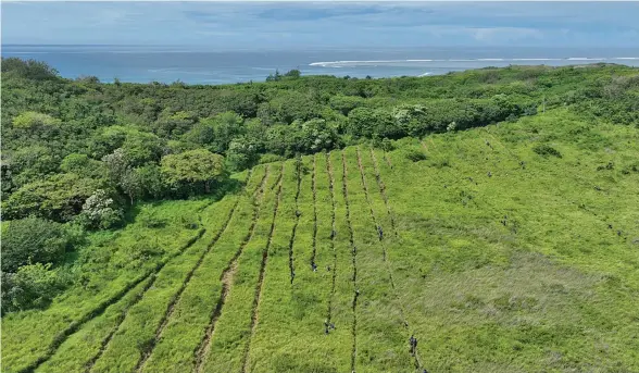  ?? ?? Drone shot of one of the New Project’s planting site, Driodrio Gully. The rows of lines seen are where the tree seedlings will be planted.