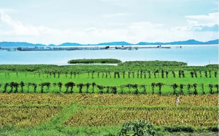  ??  ?? FISHPENS on Laguna de Bay from the Pililla shore