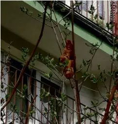  ??  ?? ABOVE: The ‘iguana’ that terrorised the inhabitant­s of an apartment building in Krakow for two days.