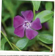  ?? ?? Lesser periwinkle (Vinca minor) forms yearround cover, stopping soil being washed away