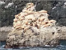  ?? (Arkansas Democrat-Gazette/Bryan Hendricks) ?? Stellar sea lions, which are now down to only about 46,000 individual­s, rest on a rock near the mouth of Resurrecti­on Bay.