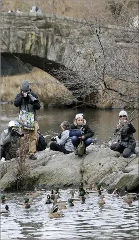  ??  ?? People try to get a look at and pictures of a Mandarin duck, below the woman at far right, in Central Park.