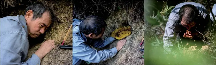  ??  ?? A combo showing Yip using his hand to reach a honey-filled bees nest. Then delicately removes a section of a honey-filled nest, and finally tastes a small section of a honeycomb.