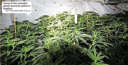  ?? NOTTINGHAM­SHIRE POLICE ?? Some of the cannabis plants found by police in Radford