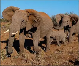  ??  ?? UNDER THREAT: Elephant population­s have plunged across Africa