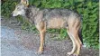  ?? FOTO: PR ?? In einer Schleuse am Schluchsee wurde der Wolf erschossen aufgefunde­n.