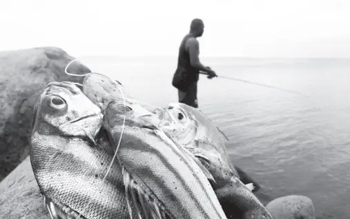  ?? BING GONZALES ?? A MAN enjoys a good catch from fishing in Talomo area along the ongoing coastal road project.