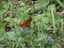  ?? COURTESY JULIE REID ?? A Leonard’s Skipper butterfly was spotted at the Rare Charitable Research Reserve during a bioblitz on Aug. 14. This photograph was taken on the property by a volunteer the following day.