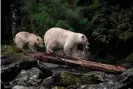  ??  ?? Spirit bears are white-coated black bears that inherit their pale fur from a rare recessive gene. Photograph: Kyle Breckenrid­ge