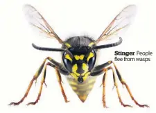  ??  ?? Stinger People flee from wasps
