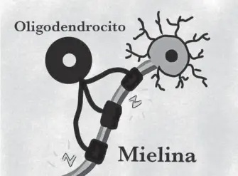  ?? CORTESÍA DE JESICA CORTÉS CORTINA ?? El oligodendr­ocito recubre a la neurona facilitand­o la conducción eléctrica