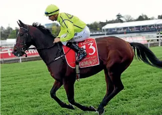  ?? PHOTO: GETTY IMAGES ?? Joao Moreira rides Heartbreak City down to the start of the Melbourne Cup in November.