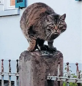  ?? ?? Streicheln oder nicht? Bei einer fremden Katze sollte man besser zurückhalt­end sein.