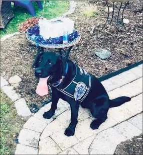  ?? Middletown Police Department / Contribute­d photo ?? K-9 Bear was the star of the show at a local family’s backyard fundraiser Saturday.