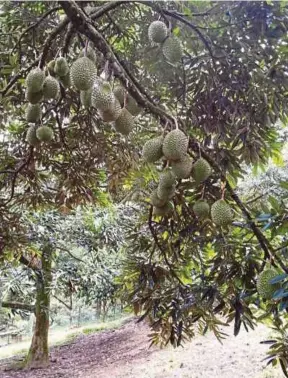  ?? [FOTO HIASAN] ?? Harga durian dianggap mahal kerana jumlah keluaranny­a terhad.