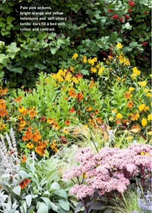  ??  ?? Pale pink sedums, bright orange and yellow helaniums and soft silvery lambs’ ears fill a bed with colour and contrast.