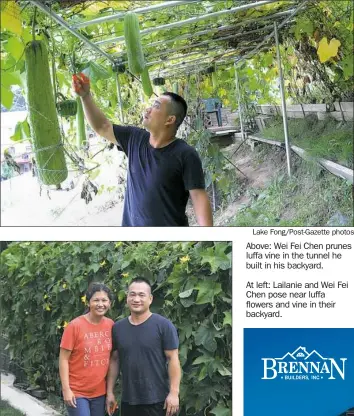  ?? Lake Fong/Post-Gazette photos ?? Above: Wei Fei Chen prunes luffa vine in the tunnel he built in his backyard. At left: Lailanie and Wei Fei Chen pose near luffa flowers and vine in their backyard.