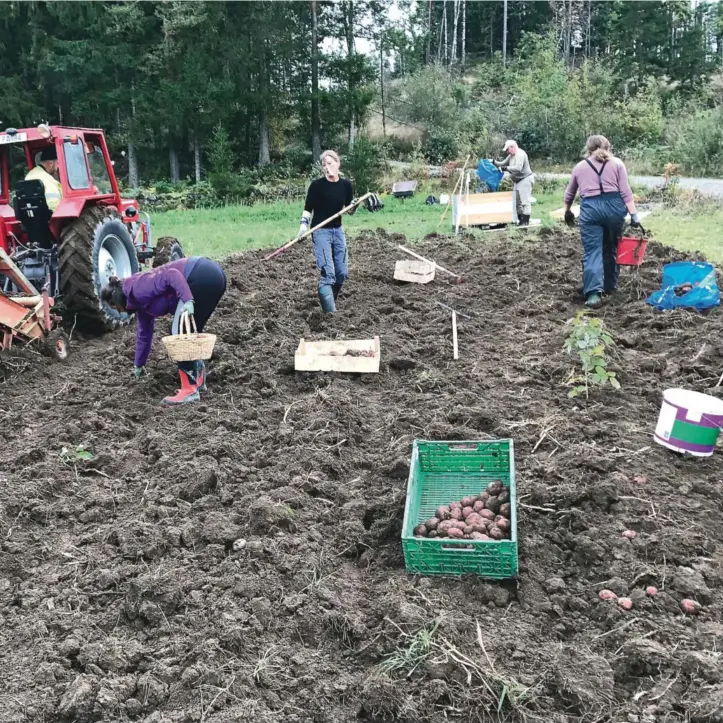  ??  ?? tatt i september 2017 og viser andelshave­re fra Moland andelsland­brukpå Ottersland i sving. FOTO: TERJE EIKIN