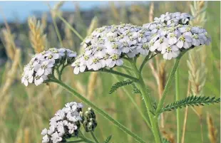  ??  ?? Yarrow is used to treat diarrhoea in rabbits in Norfolk.