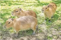  ?? EDUARDO LIMA TORSTAR FILE PHOTO ?? Bonnie and Clyde’s pups — dubbed Alex, Geddy and Neil — were born in 2017. They’ve since moved on to another zoo.