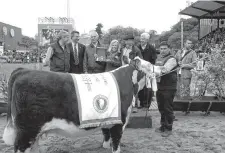  ??  ?? Excelente armonía del animal presentado por Las Tranqueras, premiado ayer como GC hembra Polled Hereford.