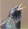  ??  ?? Starling Sturnus vulgaris, London, December