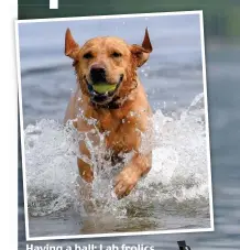  ?? ?? Having a ball: Lab frolics at Portobello beach