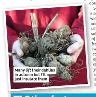 ??  ?? Many lift their dahlias in autumn but I'll just insulate them