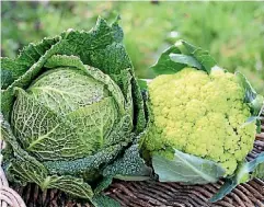  ?? SALLY TAGG/NZ GARDENER ?? Watch out for caterpilla­rs in crinkly savoy cabbages and posh green macerata cauliflowe­rs.
