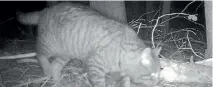  ??  ?? A feral cat is caught on a trail camera that was being used by Fish & Game.