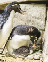  ?? BRENNA HERNANDEZ/SHEDD AQUARIUM ?? The Shedd Aquarium’s newborn rockhopper penguin chick with its parents, Edward and Annie.