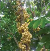  ??  ?? Longkong, the lanzones variety from Thailand, also grows well in the Philippine­s.