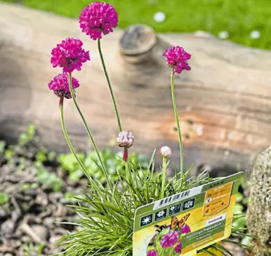 Falsche Pflanzenbezeichnun­g in Baumarkt? Naturgarte­nexperte fühlt